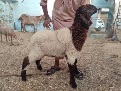 Dumba (negotiable)