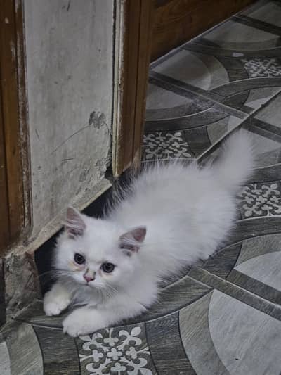 For sale very cute cat only one