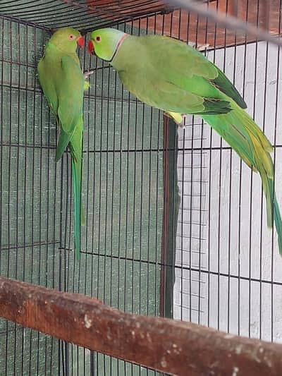 Urgent sale handtame, talking ringneck parrot pair