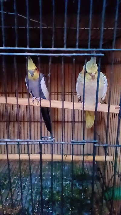Cocktail Pair