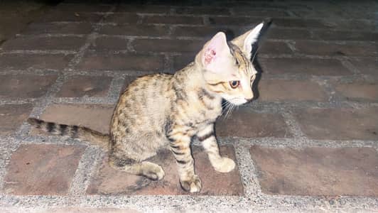 Female kitten