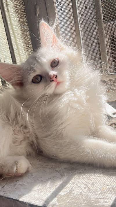 persian kitten