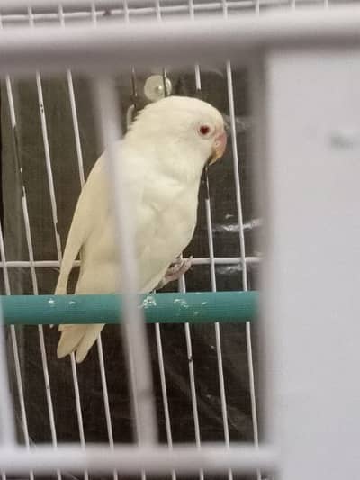 love birds