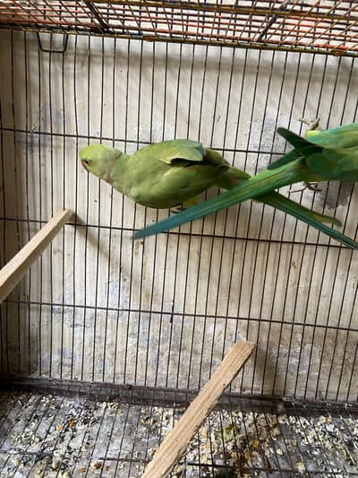 2 piece ringneck available