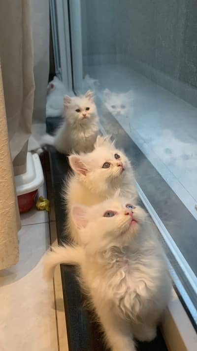 Triple coated pure Persian kittens for sale