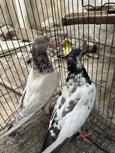 Breeder pair teddy female and slaramale