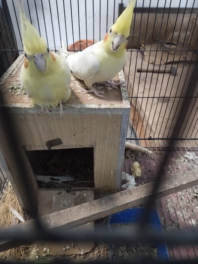 bird's