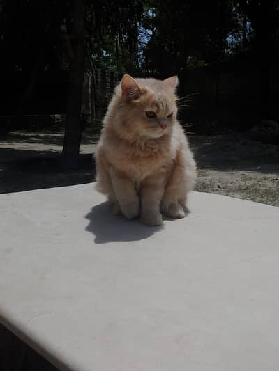 Triple coated two cats with Persian breed