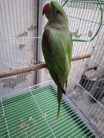 Raw Parrot Pair hand tamed no bite for Sale with Cage
