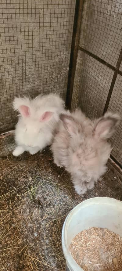 English angora pair for sale