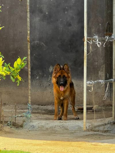 German shepherd Iran breed long coat