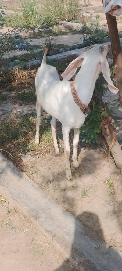 Rajanpuri gulabi bakri