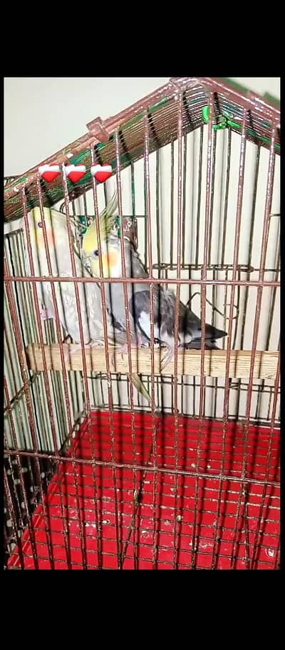 different parrot available hai