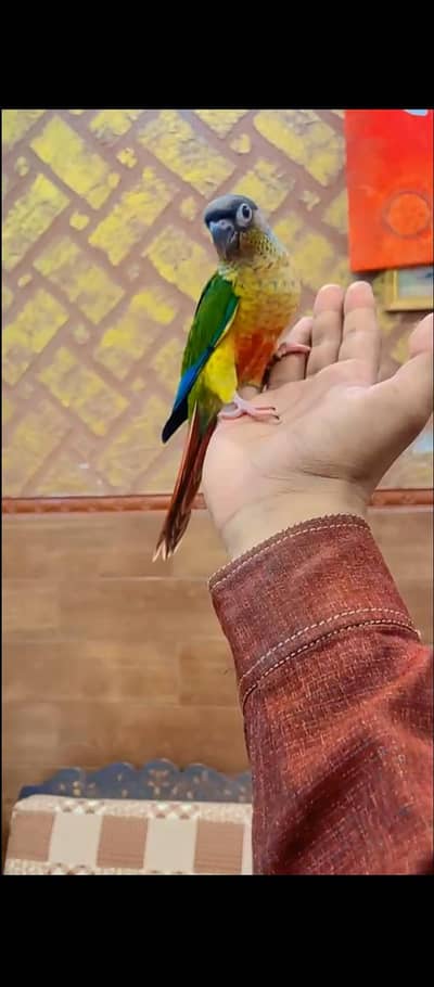 different parrot available hai
