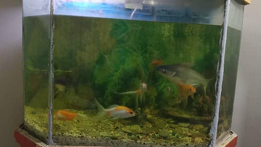 aquarium