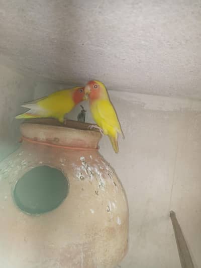 love birds for sell fisher and color birds