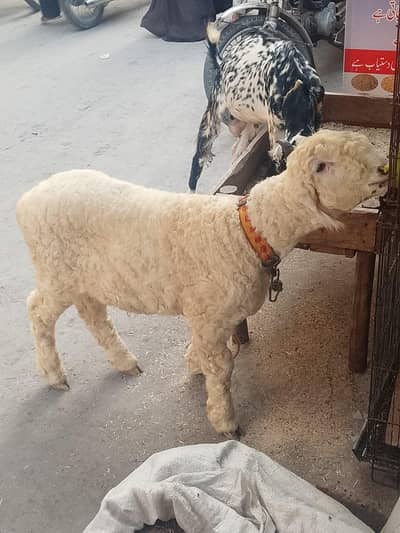 AK mundra ka bacha or AK bakra