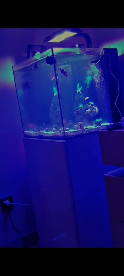 saltwater tank for sale