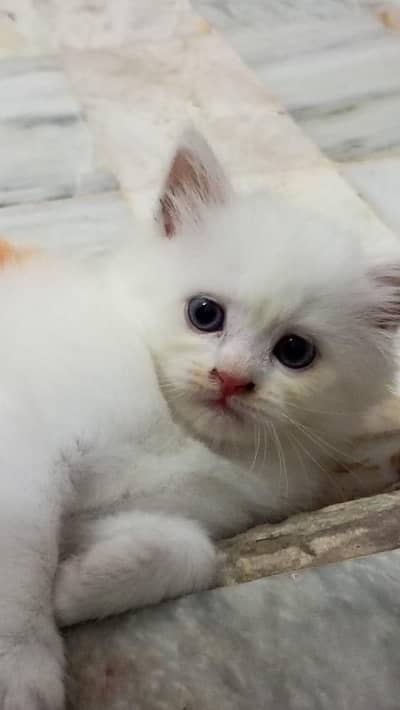 pure Persian trippel coat male kitten (0323/7808505)