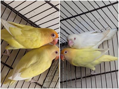 Cremino opline pair