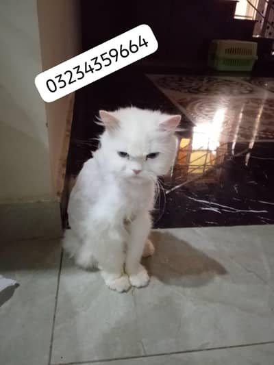 persian cats pair