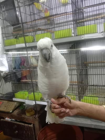 Triton cockatoo
