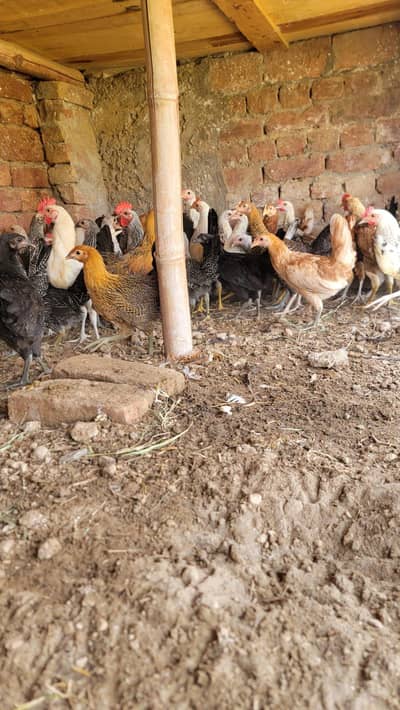 Golden Misri Pathiya Patha mix available Vaccine complete