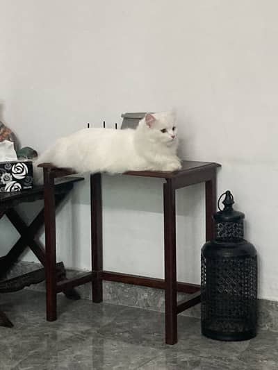 White Female Persian 10 months
