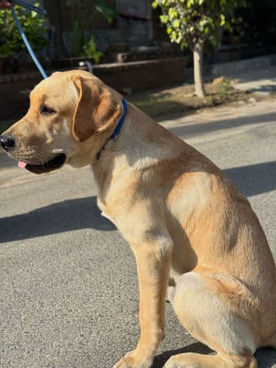 Labrador male dog for stud | Dog for mating