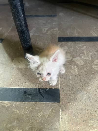 Persian kitten for sale