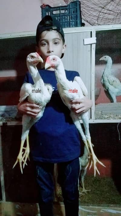 king white shamoo chiks phatthe patthiyan available