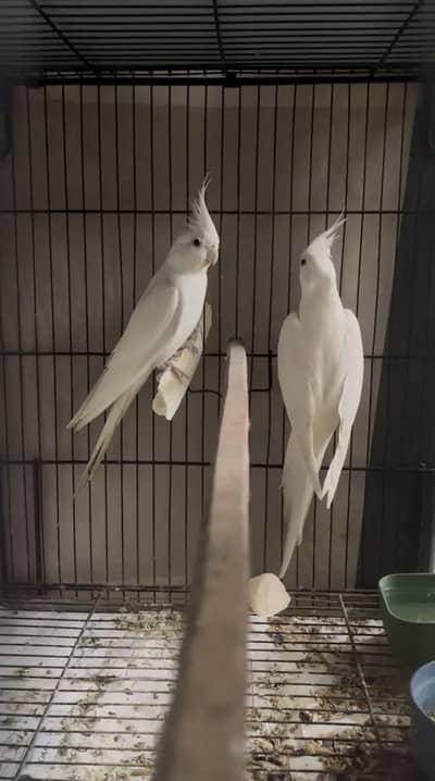 Eno Cocktail Jumbo size Breeder pair