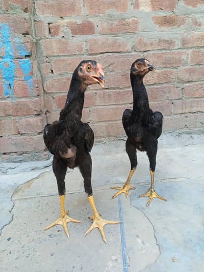 3 months ka pair ha black blue beauty