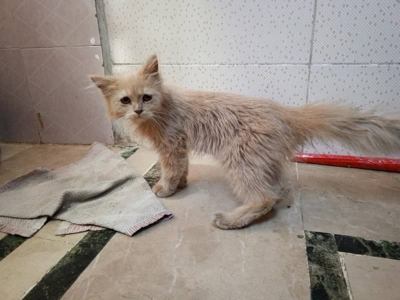 Persian cat 0