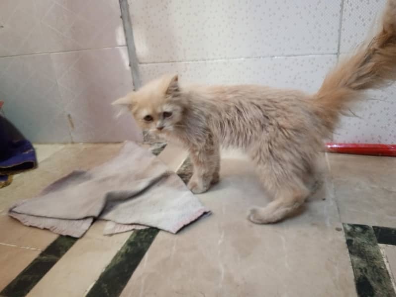 Persian cat 1