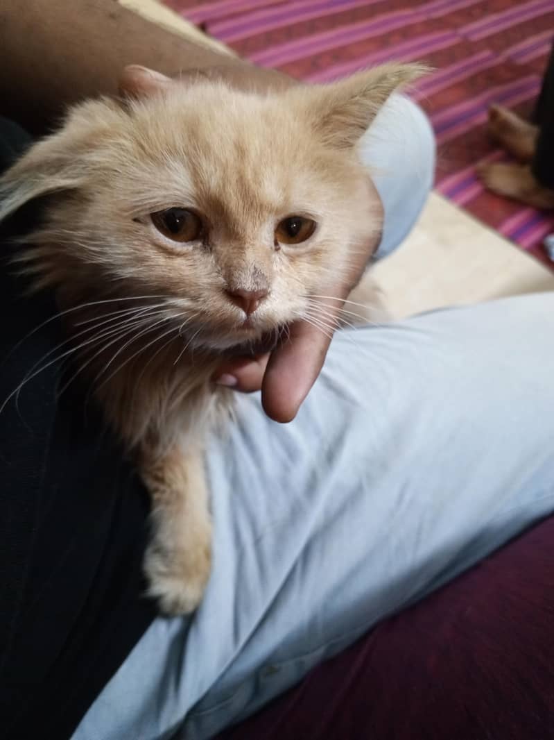 Persian cat 2