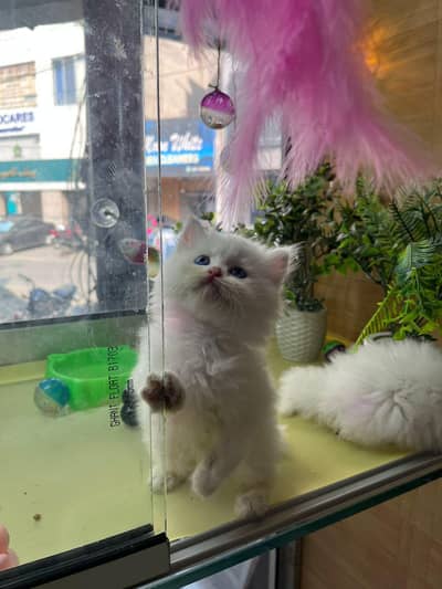 kitten available