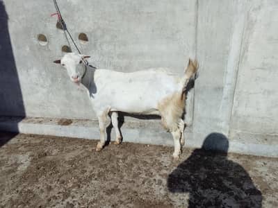 Gulabi tedi bakri
