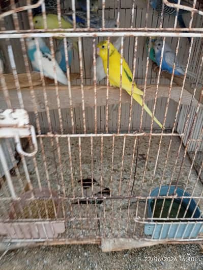 Australian parrot