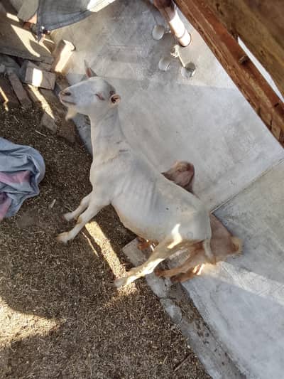 Bakri with pth