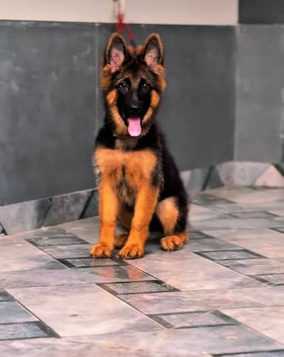 Long coat German puppy Shepherd . 03476578922 WhatsApp