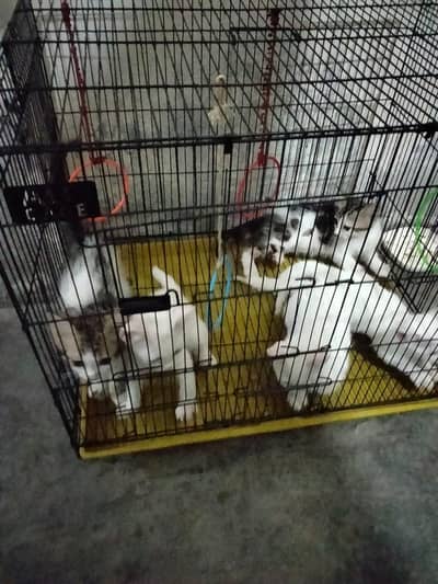 Persian Cats for Sale in Lahore