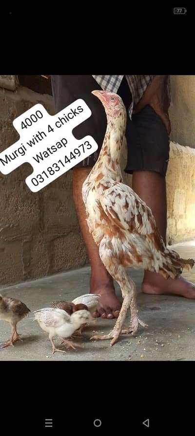 aseel murga | aseel murgi | murga