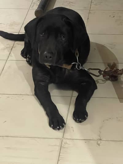 Black lab for sale at cheap price