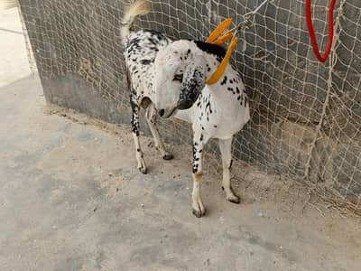 cheena tapra teedy Bakra healthy and active