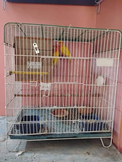 Lovebird breeder pair with cage and box