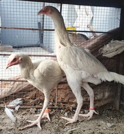 Aseel Heera Female