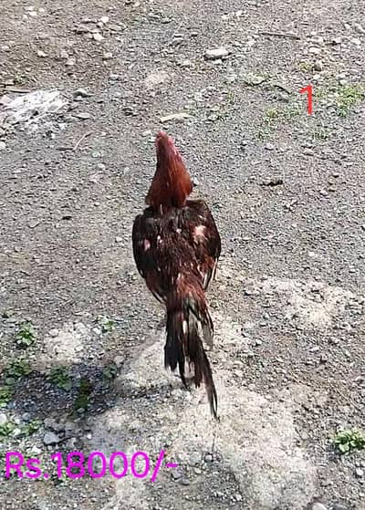 Aseel Murgh For Sale