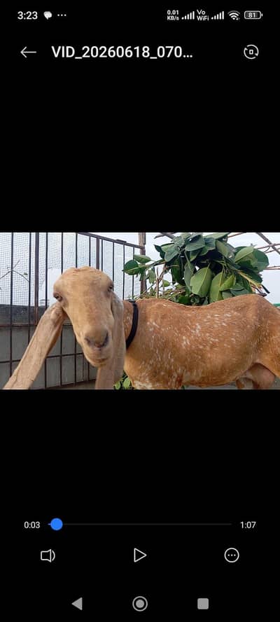 Doodh wali makhi Cheeni bakri, beetle milking goat,