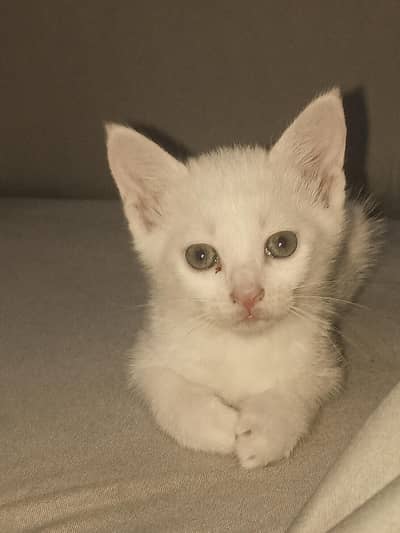 Beautiful Baby Cat – 1 Month Old